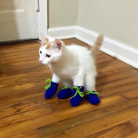 thread of cats i have on my phone