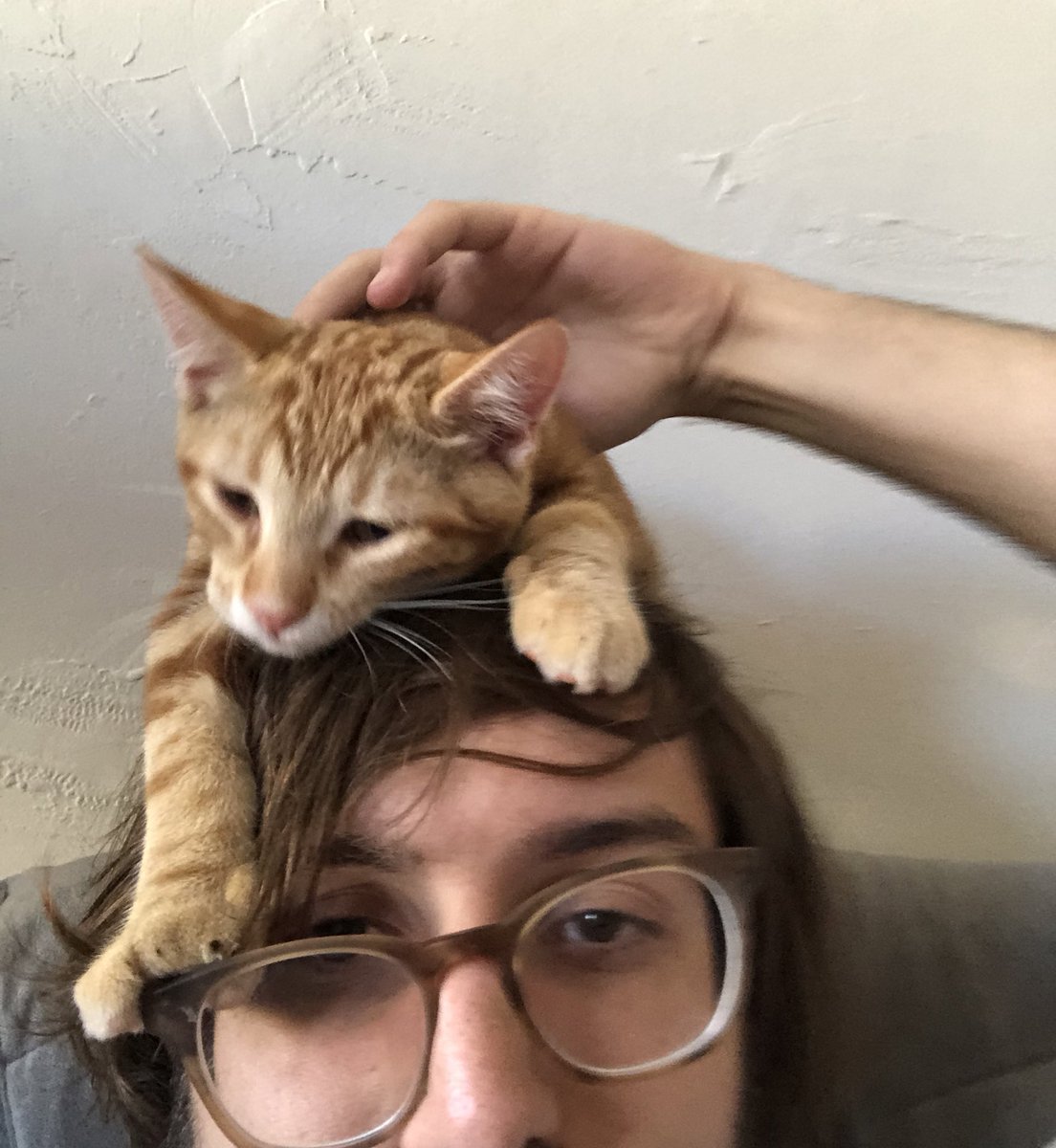 thread of cats i have on my phone