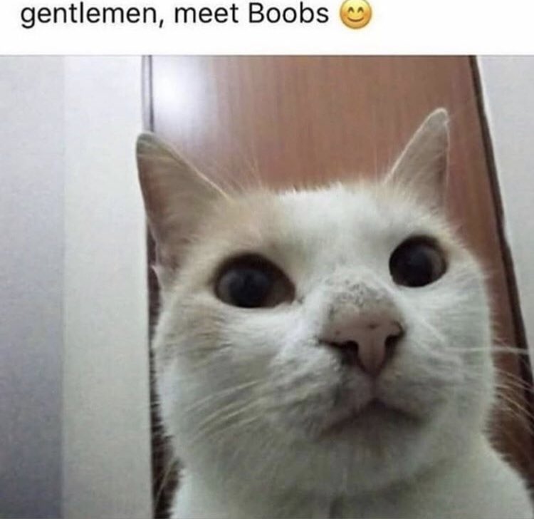 thread of cats i have on my phone