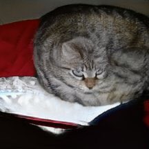 thread of cats i have on my phone