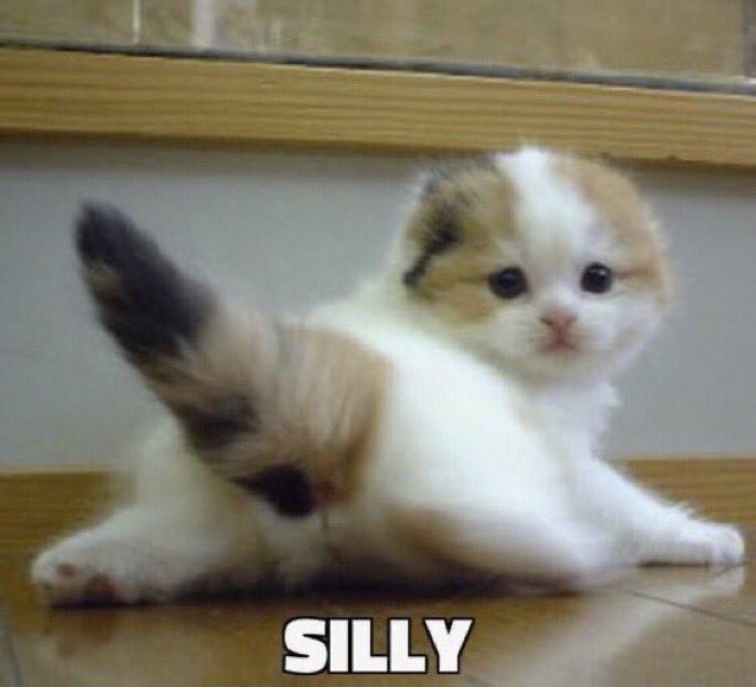 thread of cats i have on my phone