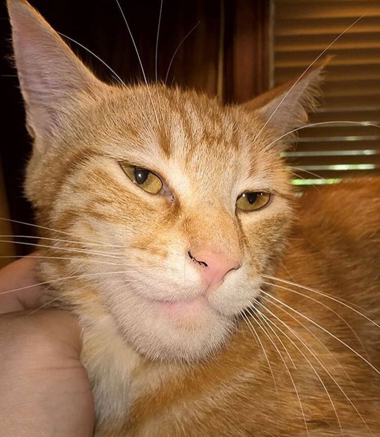 thread of cats i have on my phone