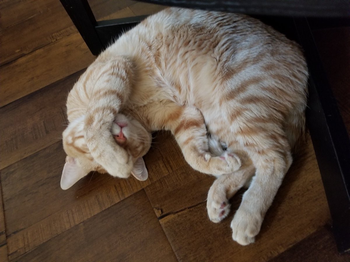 thread of cats i have on my phone