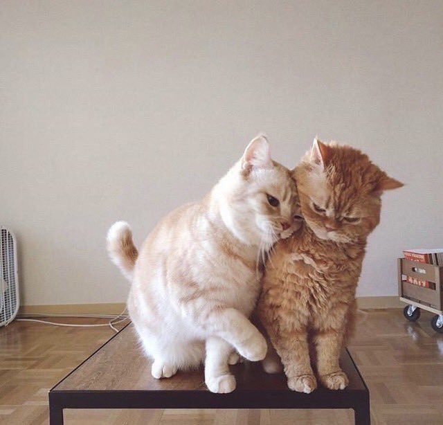 thread of cats i have on my phone