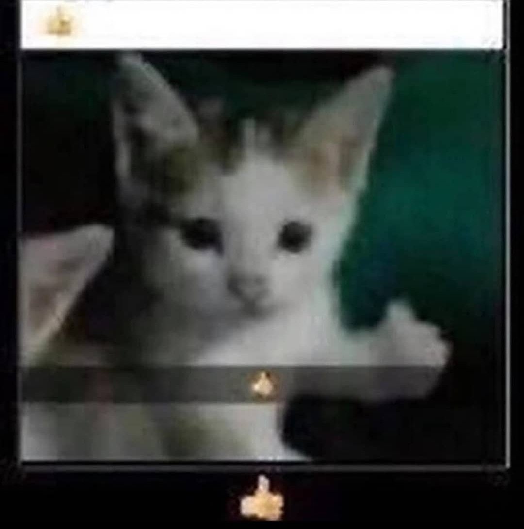 thread of cats i have on my phone