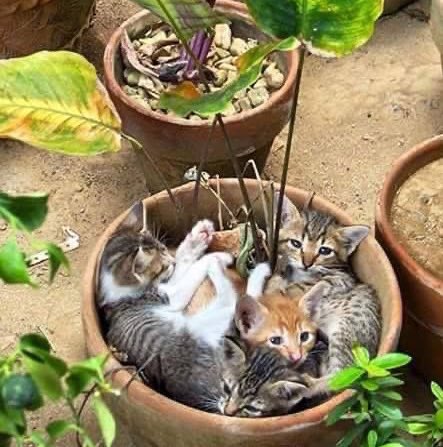 thread of cats i have on my phone