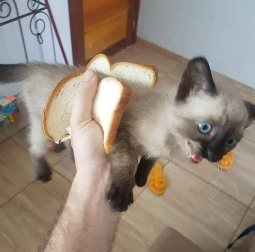 thread of cats i have on my phone