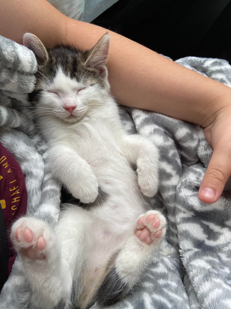 thread of cats i have on my phone