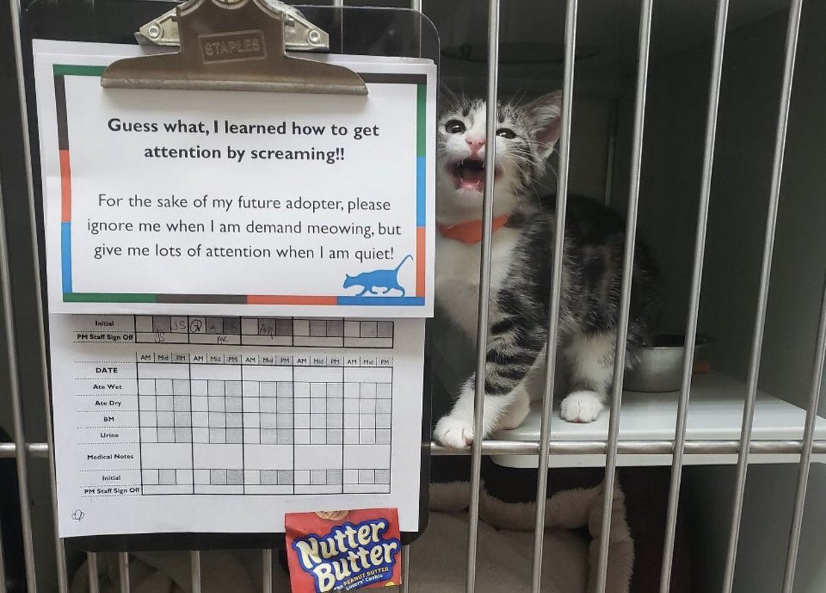 thread of cats i have on my phone