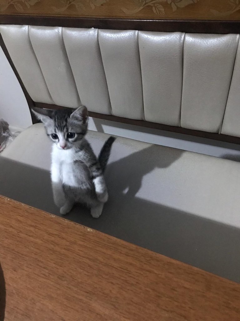 thread of cats i have on my phone