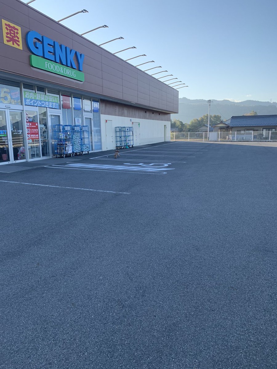 513Umrt's tweet photo. 迷い犬？と格闘
ゲンキー八百津店の周りをグルグルしてる
その前は車道を我が物顔で走り回って事故寸前まで行ってる
心当たりある方迎えきてあげて
毛並みは相当いいから多分室内犬が逃げ出した
#拡散希望 
#八百津町
#迷い犬 https://t.co/pDtkpPdt25
