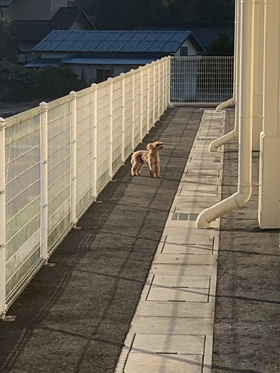 迷い犬？と格闘
ゲンキー八百津店の周りをグルグルしてる
その前は車道を我が物顔で走り回って事故寸前まで行ってる
心当たりある方迎えきてあげて
毛並みは相当いいから多分室内犬が逃げ出した
#拡散希望 
#八百津町
#迷い犬