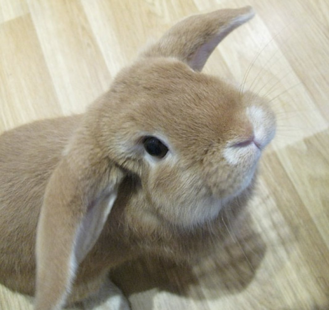 gasp !! a wild bunny has appeared !!! he gibs u a boop !