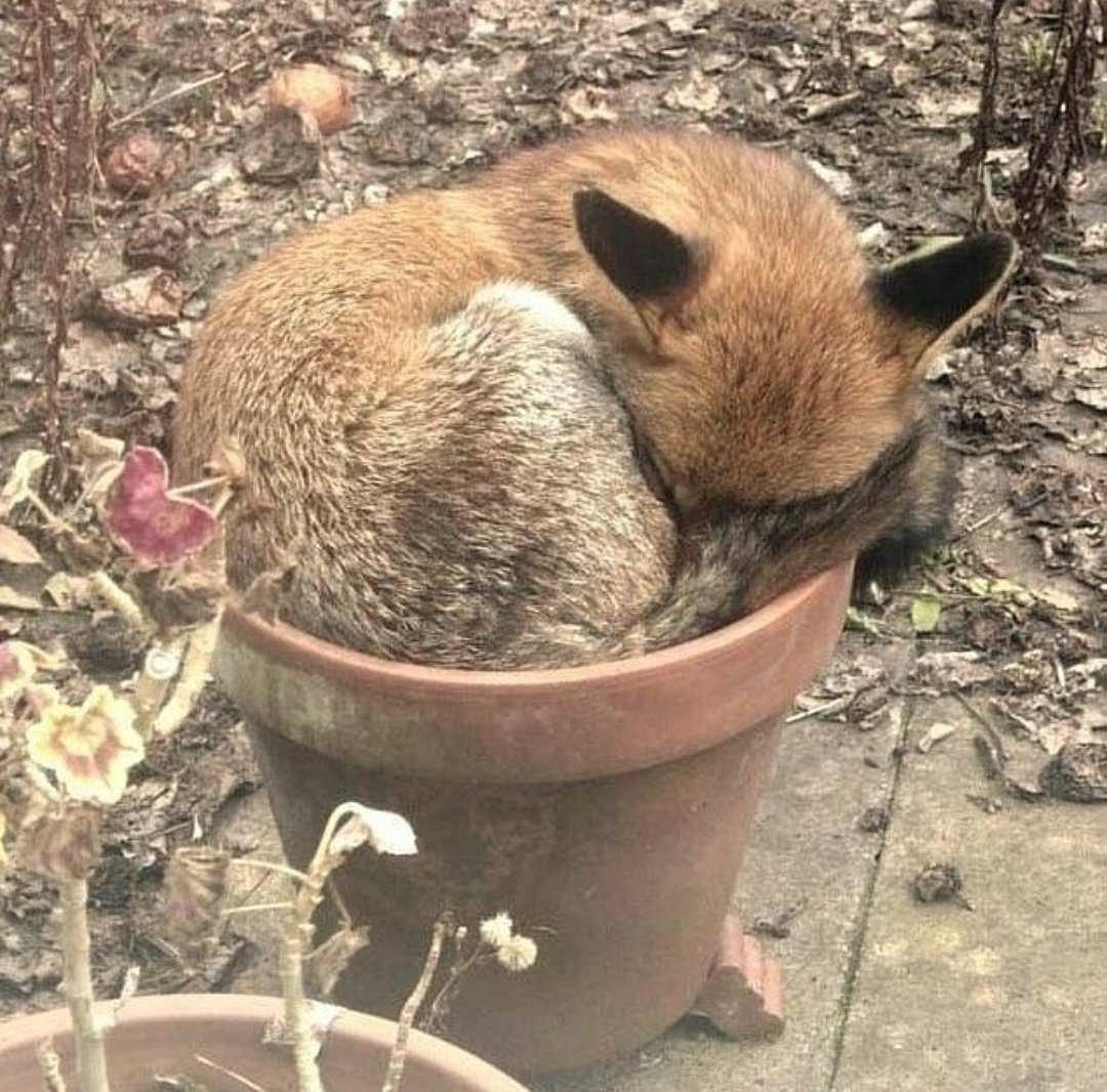 The daily Fox tweet media