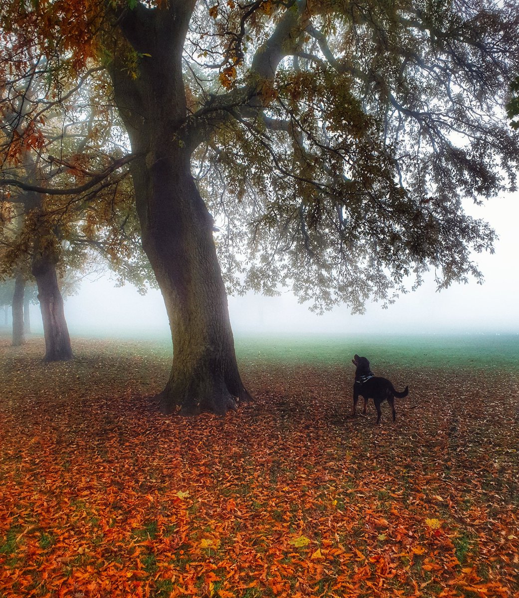 Misty autumnal dog walk