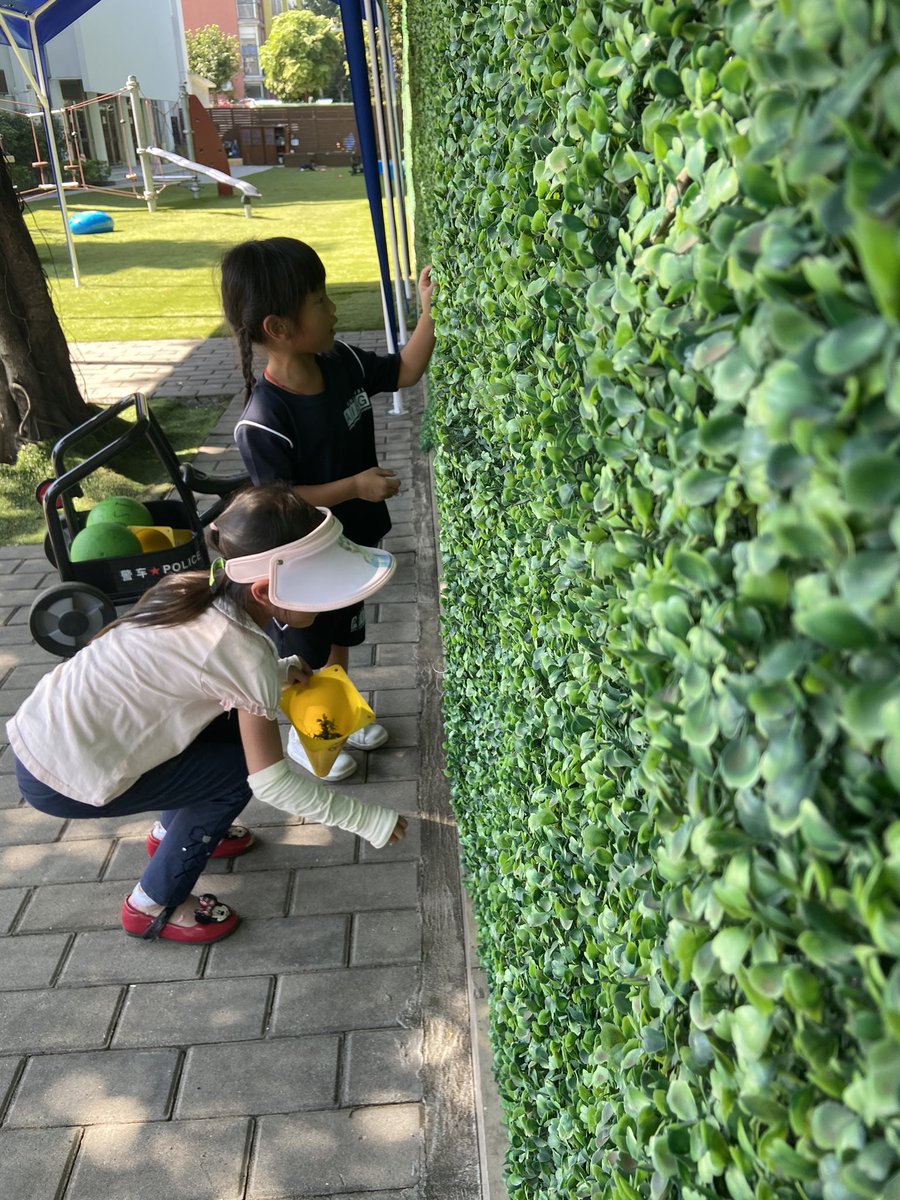 amy_ece_'s tweet photo. Two preschool Ss demonstrate that they are principled. They noticed that some of the fake leaves that cover our fence had fallen to the ground. They decided to put them back on the fence. #learnerprofile #pyp #preschool #pypearlyyears @AISGZ https://t.co/1zyrQI2BOG