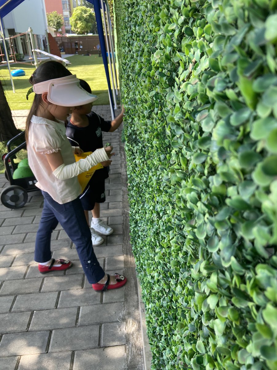 amy_ece_'s tweet photo. Two preschool Ss demonstrate that they are principled. They noticed that some of the fake leaves that cover our fence had fallen to the ground. They decided to put them back on the fence. #learnerprofile #pyp #preschool #pypearlyyears @AISGZ https://t.co/1zyrQI2BOG