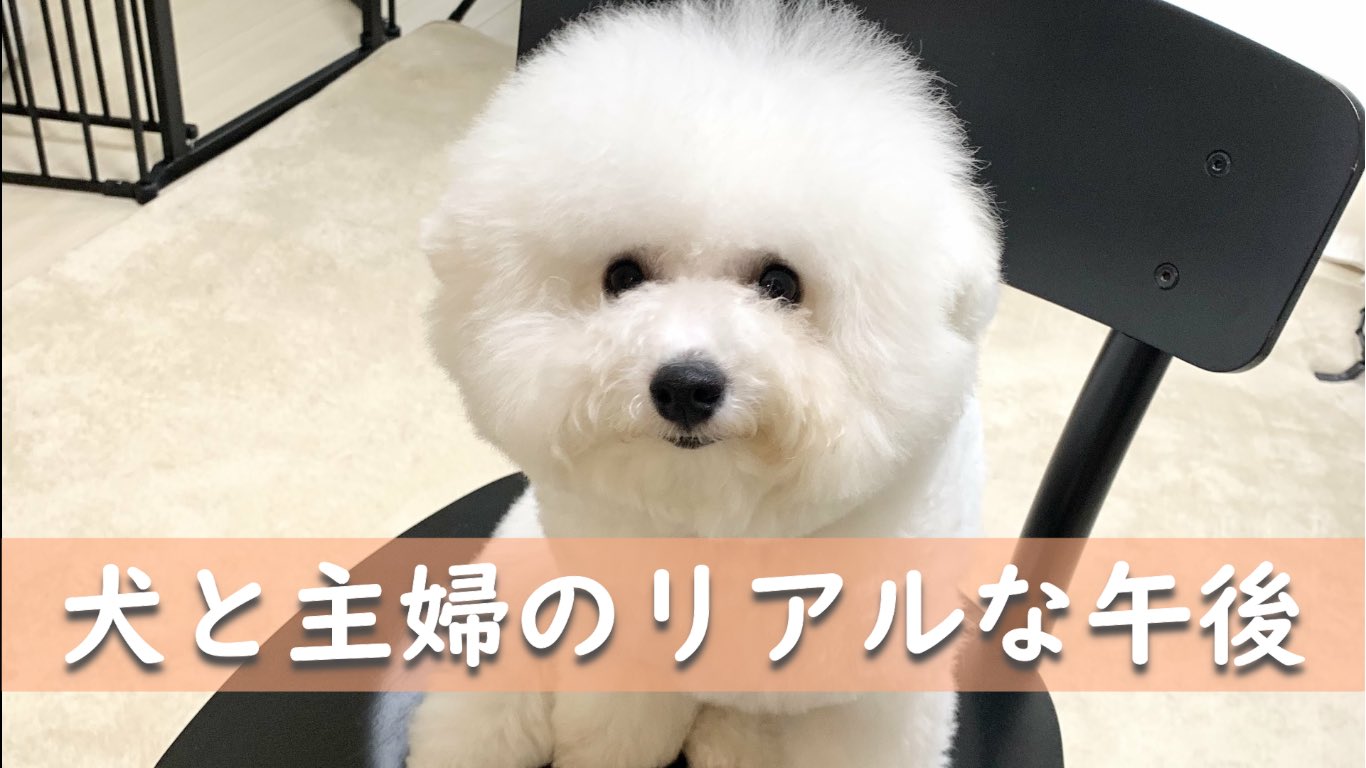 Tweets With Replies By 白いもふもふのうどん Bichon Udon Twitter