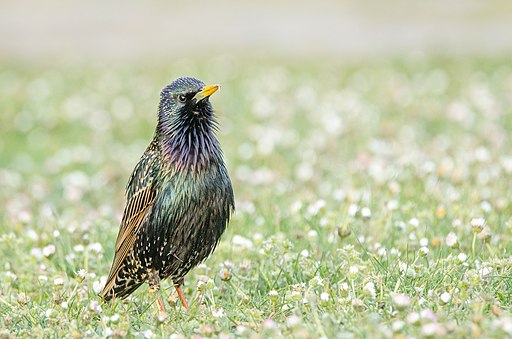 WORTscience's tweet photo. Birds have many songs, not just mating calls. By fall, their songs are very sociable. Lauren Riters studies bird songs at UW-Madison &amp; discovered certain songs release an opioid-like endorphin in their brains, making birds feel pretty darn good. Tune in tonight @ 7 to learn more! https://t.co/omEQ7FwCB7