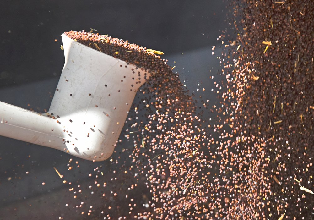 This week's WP cover story: Farmers remove guesswork from canola grading mystery ow.ly/dsl650CjePQ #westcdnag #cdnag