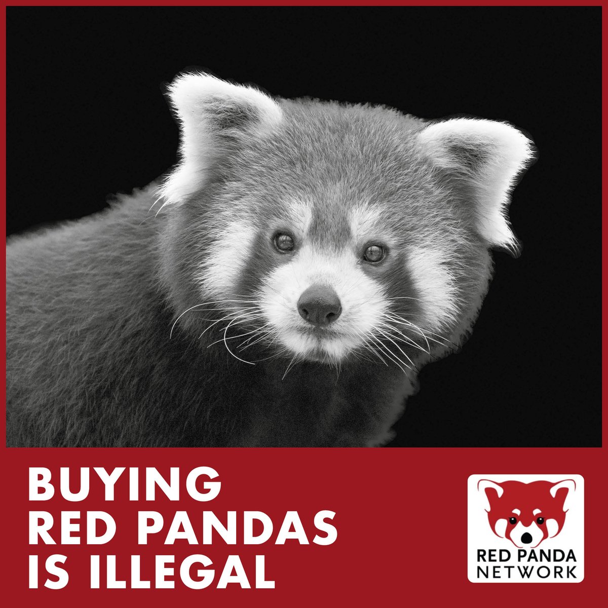 RedPandaNetwork's tweet image. The black market trade of red pandas is harming already vulnerable populations of this endangered species. Please share this post and help spread the word. wah.is/stop-the-trade #StopWildlifeCrime #NoPandaPets