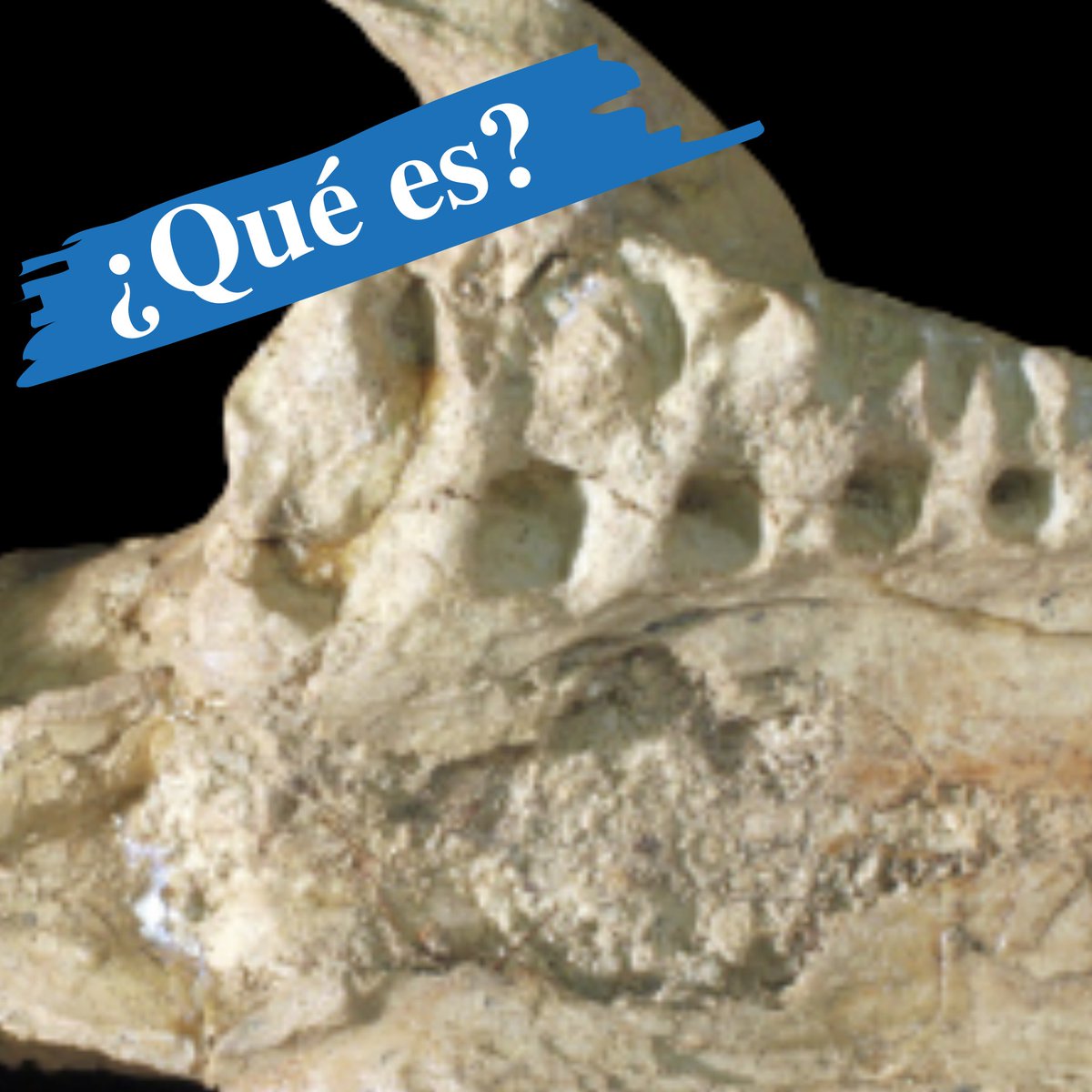 mefpatagonia's tweet photo. ¿JUGAMOS? 😀Este es el fragmento de un fósil depositado en la Colección, #Mefpregunta ¿De qué se trata?🤔 https://t.co/xfTbdkNax6