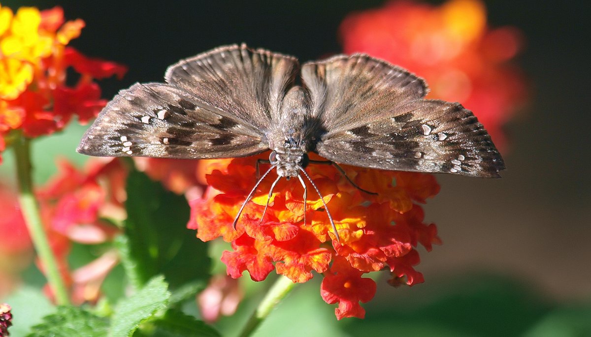 kala61857's tweet photo. Angry Butterfly
Not exactly the cute face shot I had in mind. Someone does not like cameras
Horace's Duskywing (Erynnis Horatius)
https://t.co/v9Z8k4SoF2
#butterfly #pollinators #OutsideMyWindow #lantana #skippers #NaturePhotography #macro #insects #bugs #AngryButterfly #critters https://t.co/2UcBevHvRg