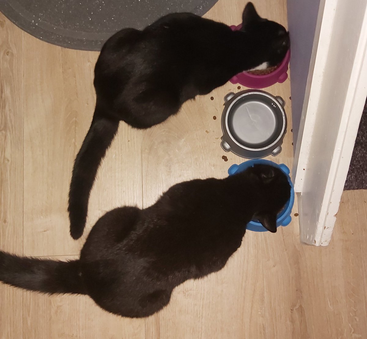 MNBMDNFMband's tweet photo. Then and Now....
#CatsOfTwitter
#Cats2020
#CatsOnTwitter https://t.co/AXDca1ls5C