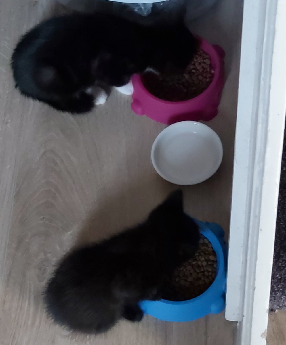 MNBMDNFMband's tweet photo. Then and Now....
#CatsOfTwitter
#Cats2020
#CatsOnTwitter https://t.co/AXDca1ls5C