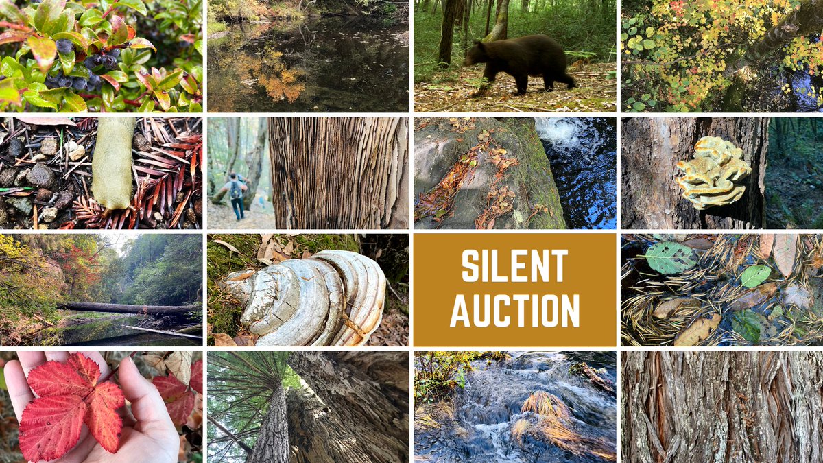 Sanctuary Forest tweet media