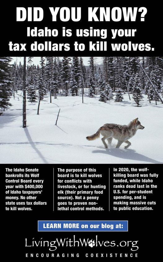 #SpeakForWolves #ProtectWolves #KeepWolvesListed #BeTheirVoice #ESA