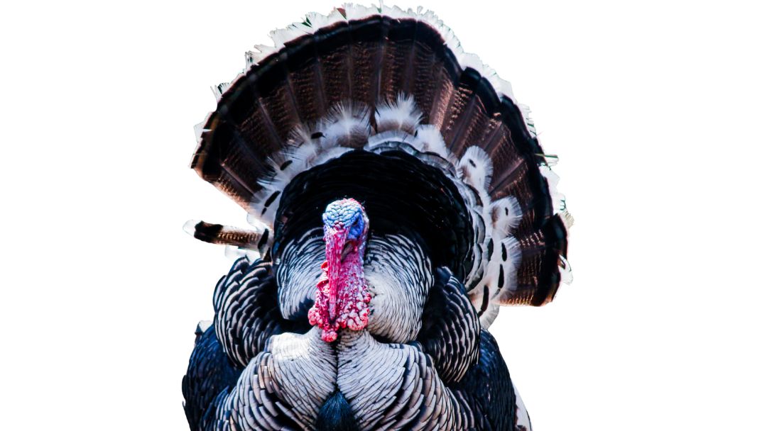 CommonKindness's tweet photo. Our free #bcertified sister app is here to help you be kind to your wallet through the holidays. Earn rewards on #betterforyou #betterfortheplanet products like #organic/free-range turkey, organic green beans, organic yams... and much more! https://t.co/oq6RduEO0n https://t.co/amHLxYHhfX