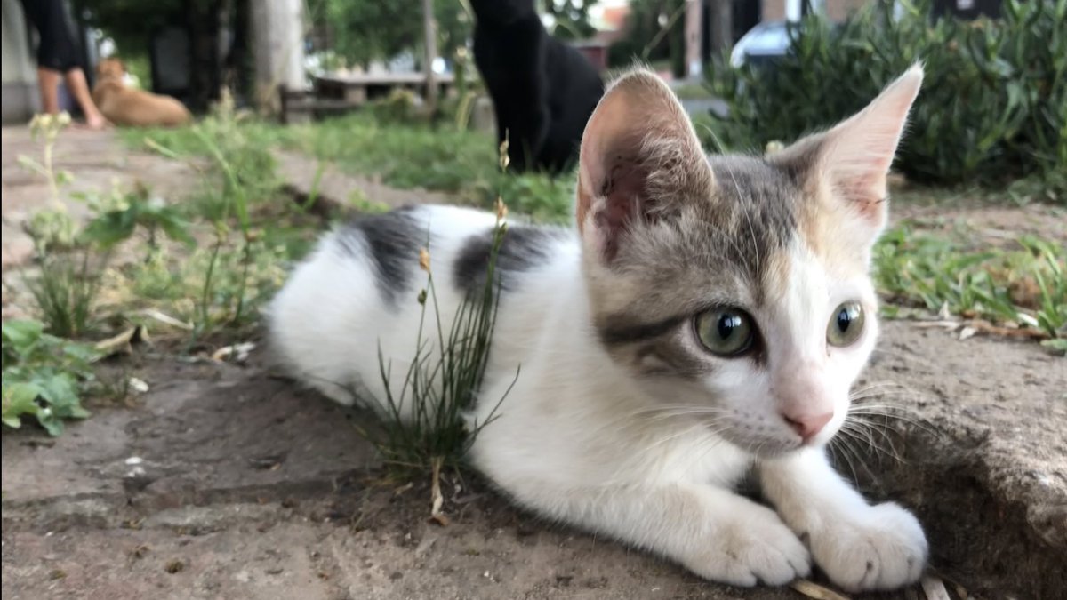 Matird97's tweet image. Luna, Lunita, Lu, bienvenida ❤️