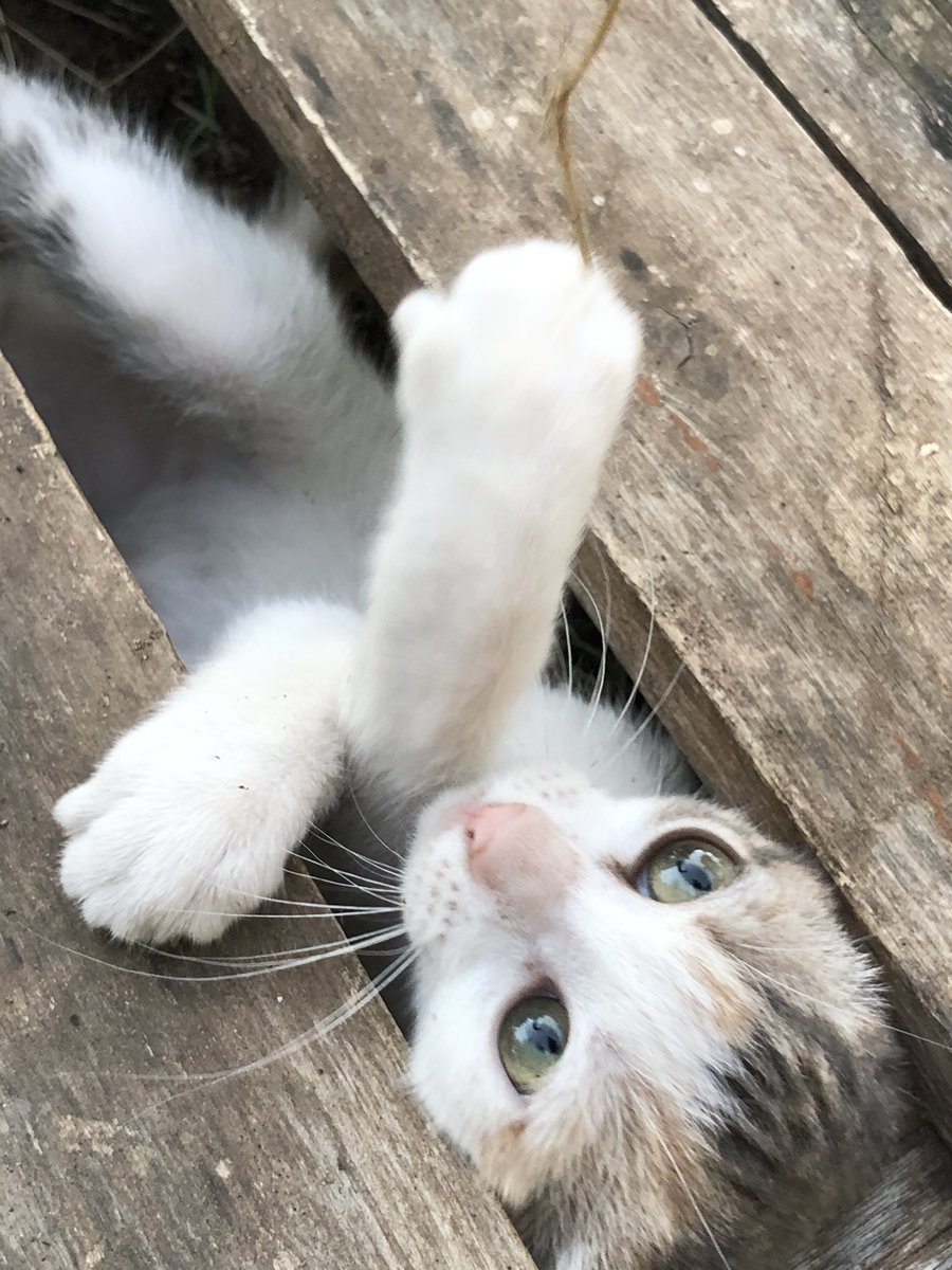 Matird97's tweet image. Luna, Lunita, Lu, bienvenida ❤️