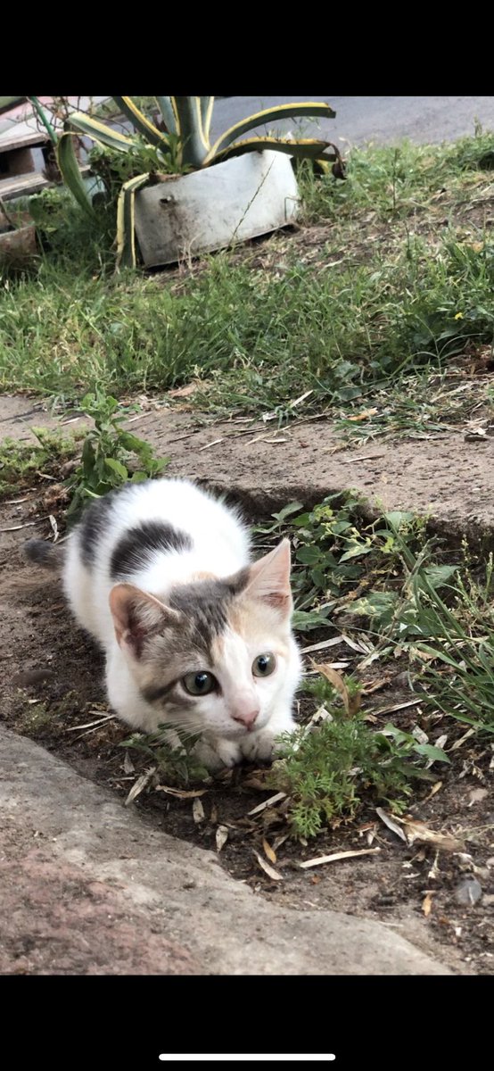 Matird97's tweet image. Luna, Lunita, Lu, bienvenida ❤️