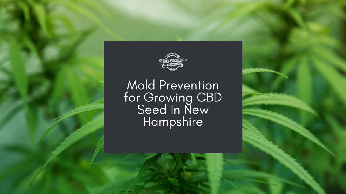 CBDSeedCo's tweet photo. Mold prevention tips for New Hampshire hemp farms: https://t.co/r61ooCRyAV https://t.co/5pTm0sysgg