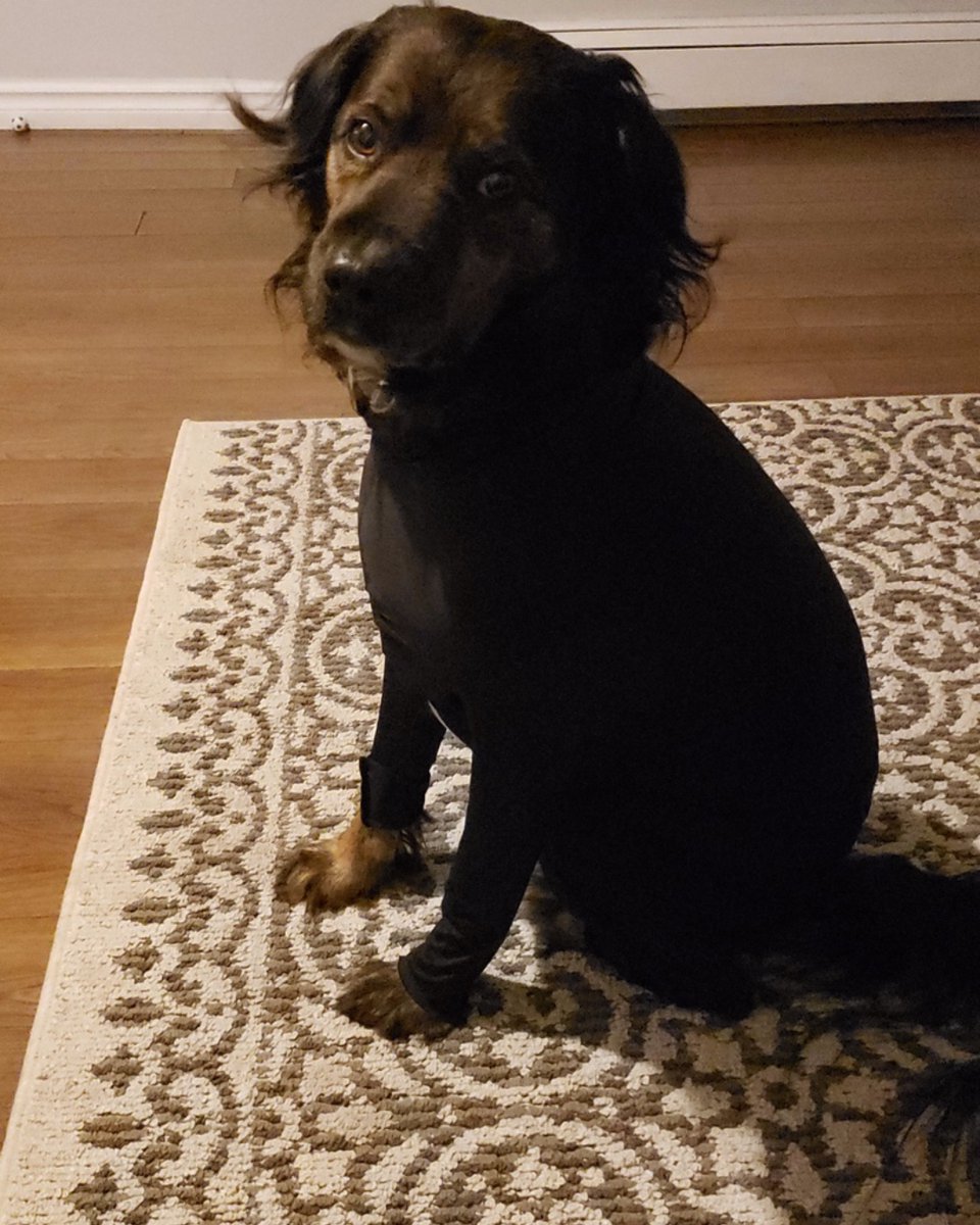 Shed Defender tweet media