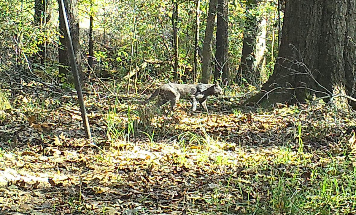 Trail cam pic, near Stuttgart, AR, identify please