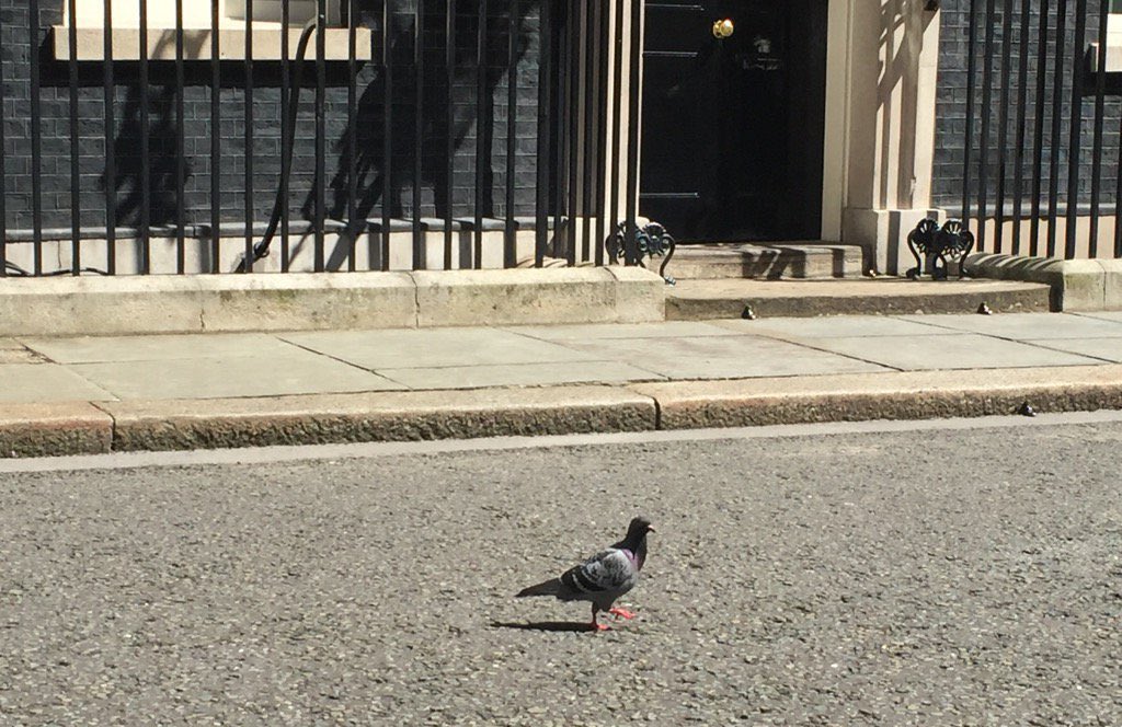 Jon Pigeon tweet media