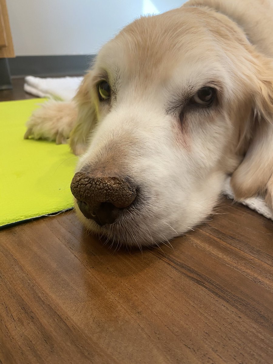 ShereeWLWT's tweet photo. I told you about one of my dogs being sick recently.The good news is Murphy seems to be doing well🙏🏼The bad news is we found out his brother had cancer all over his stomach/liver.My sweet puffball Barkley died yesterday.Our hearts are broken. He was the perfect dog. 💔🐾💔🐾 https://t.co/A0ydbLeEHn