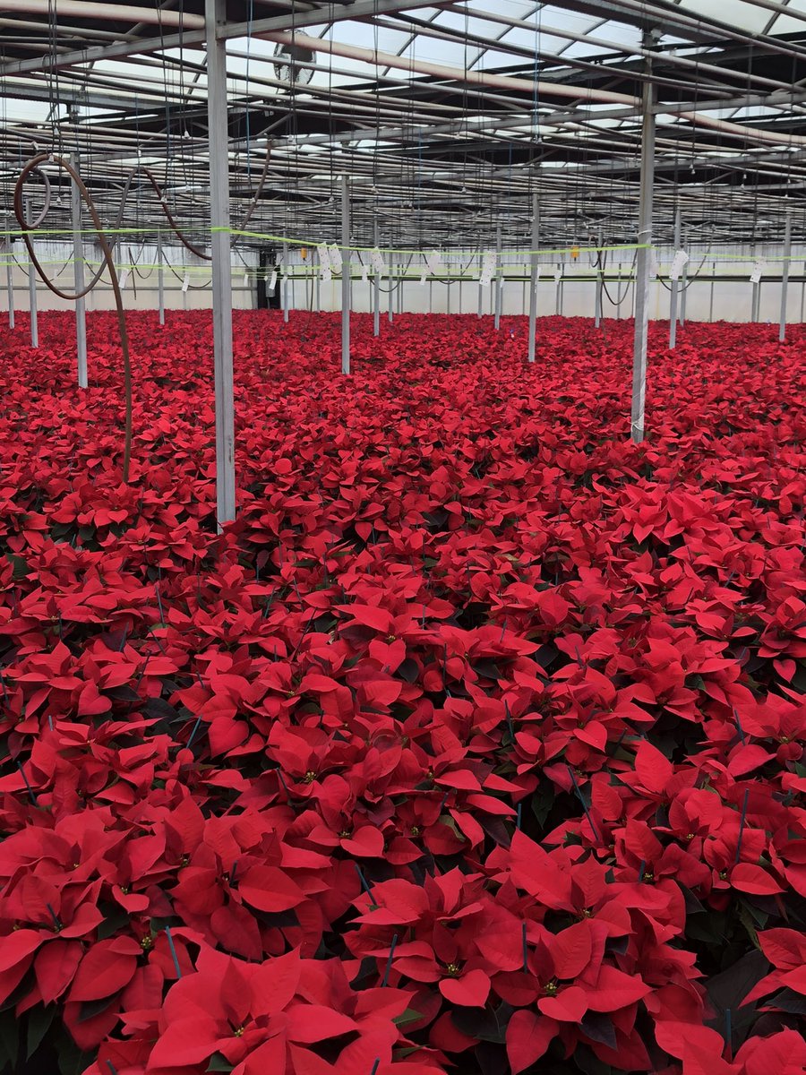 K_BranchHort's tweet photo. Getting ready!!!  It’s Poinsettia season!!!! @florikan https://t.co/n3OAQEcF9r