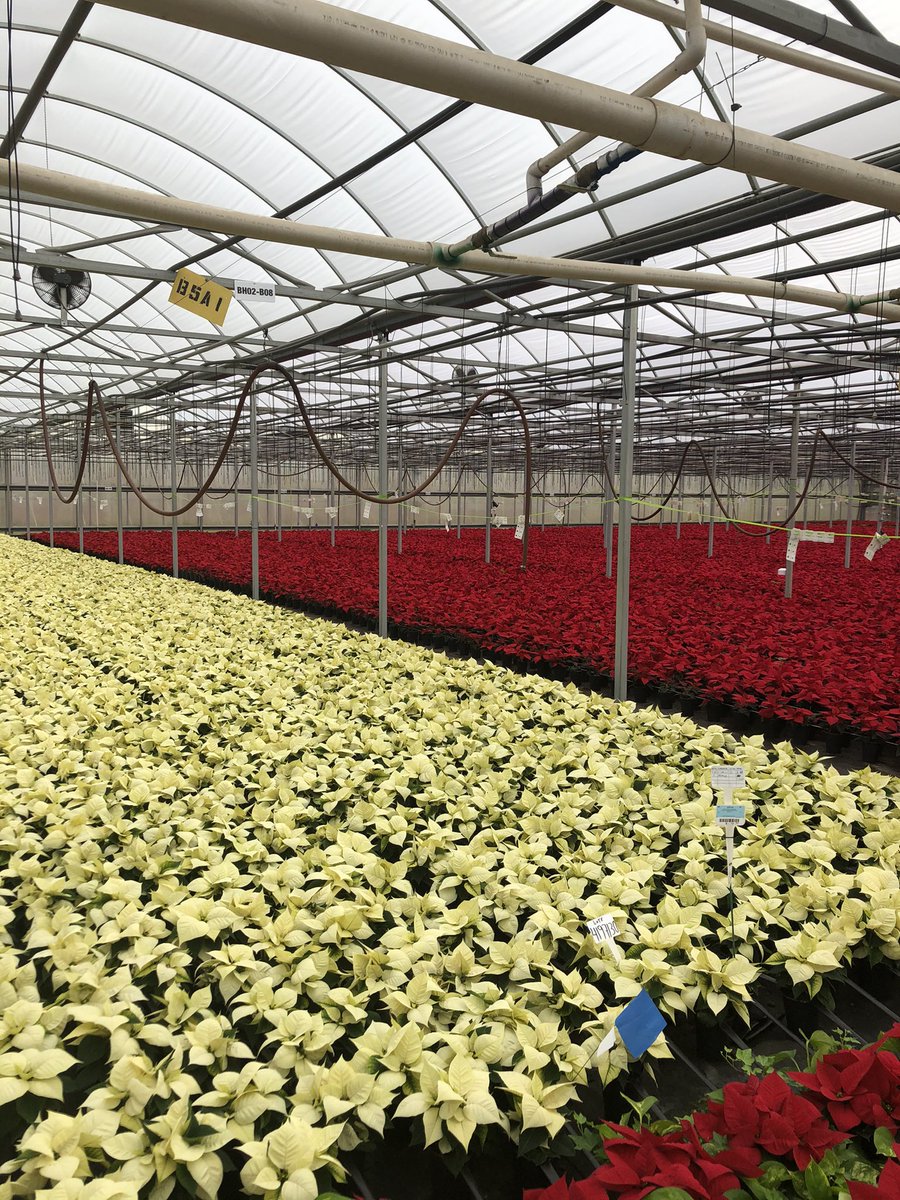 K_BranchHort's tweet photo. Getting ready!!!  It’s Poinsettia season!!!! @florikan https://t.co/n3OAQEcF9r