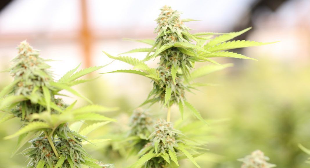 thetotalreport's tweet photo. What is cannabis and what is a cannabis strain?
https://t.co/3meA7Wllg4 #thetotalreport #totalreport #cannabis #thc #marijuana #Psychoactive #Cannabinoid #Indica #Sativa #tetrahydrocannabinol #cannabis #plants #concentrate #cannabisstrain https://t.co/WoUrLU1Xru