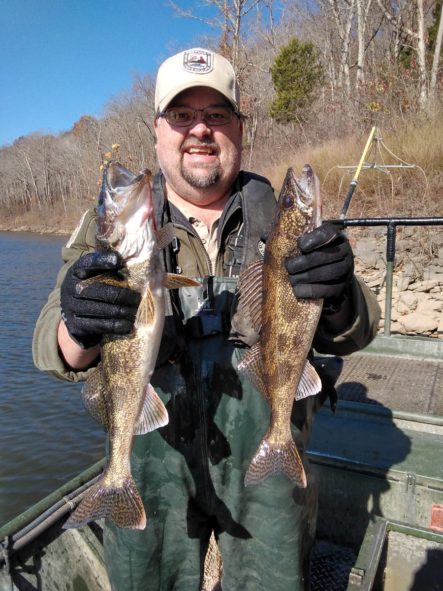 #TaylorsvilleLake has something for every #angler. Here's a few examples from sampling today: largemouth #bass, hybrid striped bass and #saugeye. Water temps in upper 50's to low 60's. Water clarity is 5 feet and lake is slightly above summer pool.
