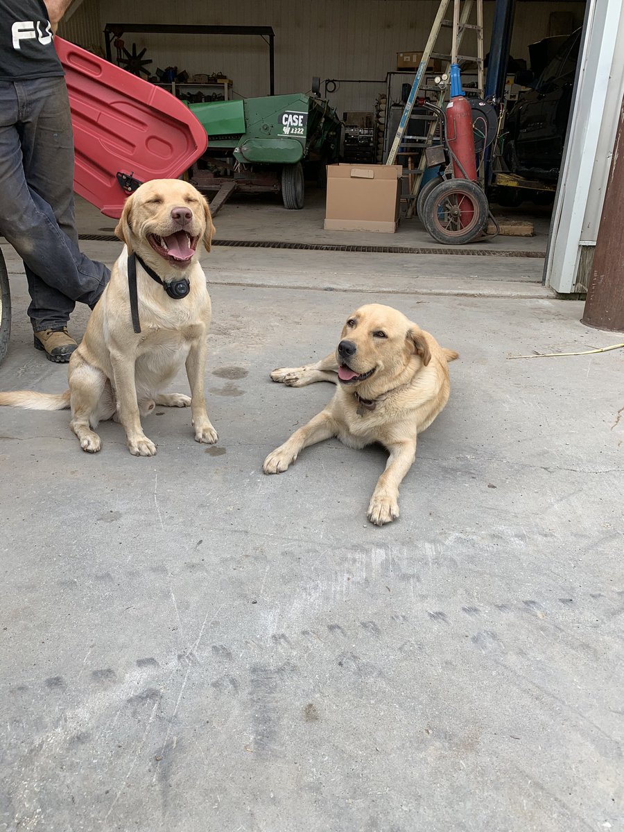 Jesse Driedger tweet media