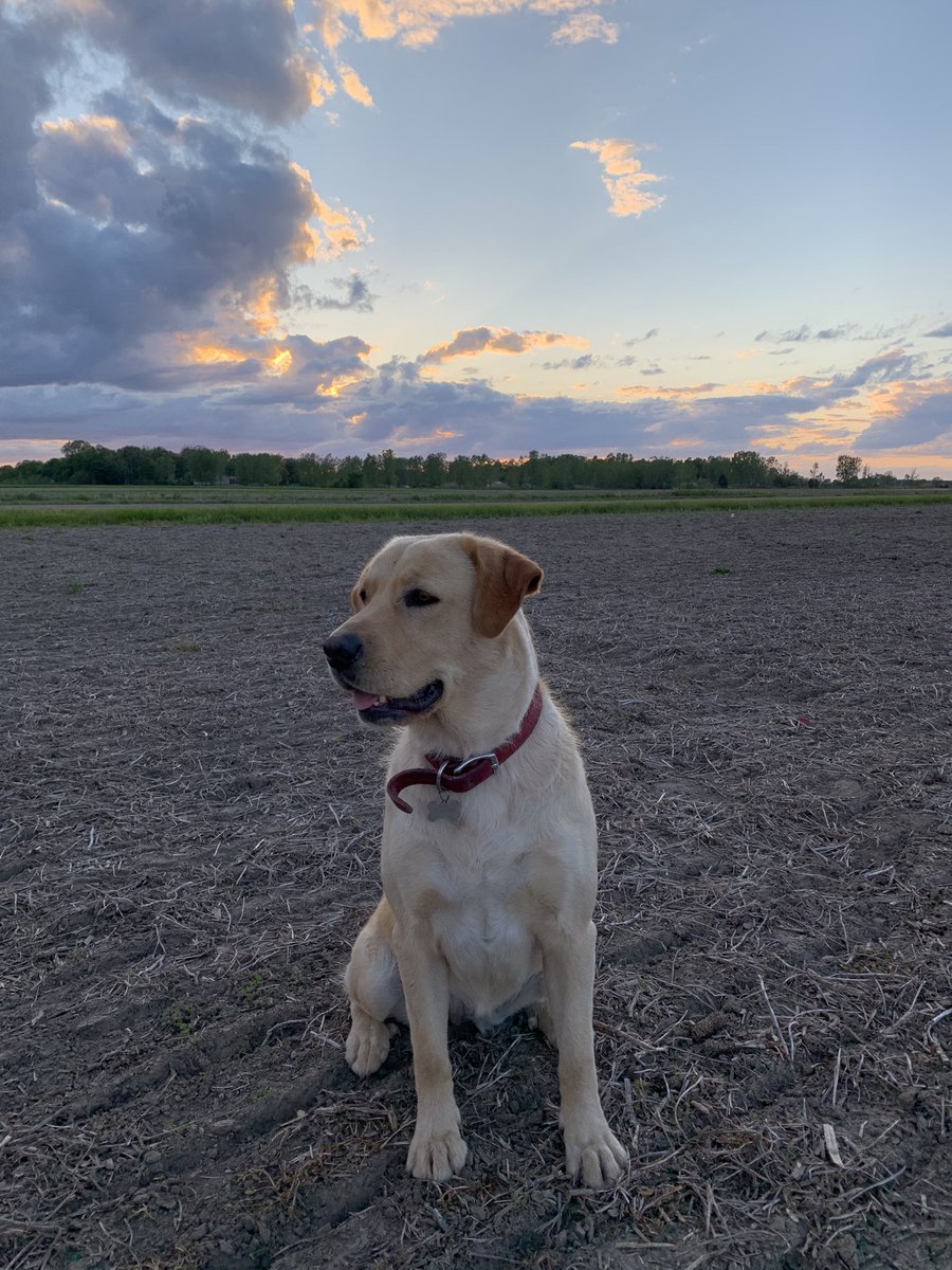 Jesse Driedger tweet media