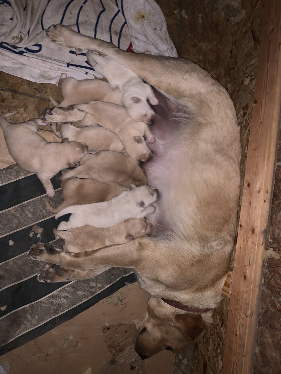 Jesse Driedger tweet media