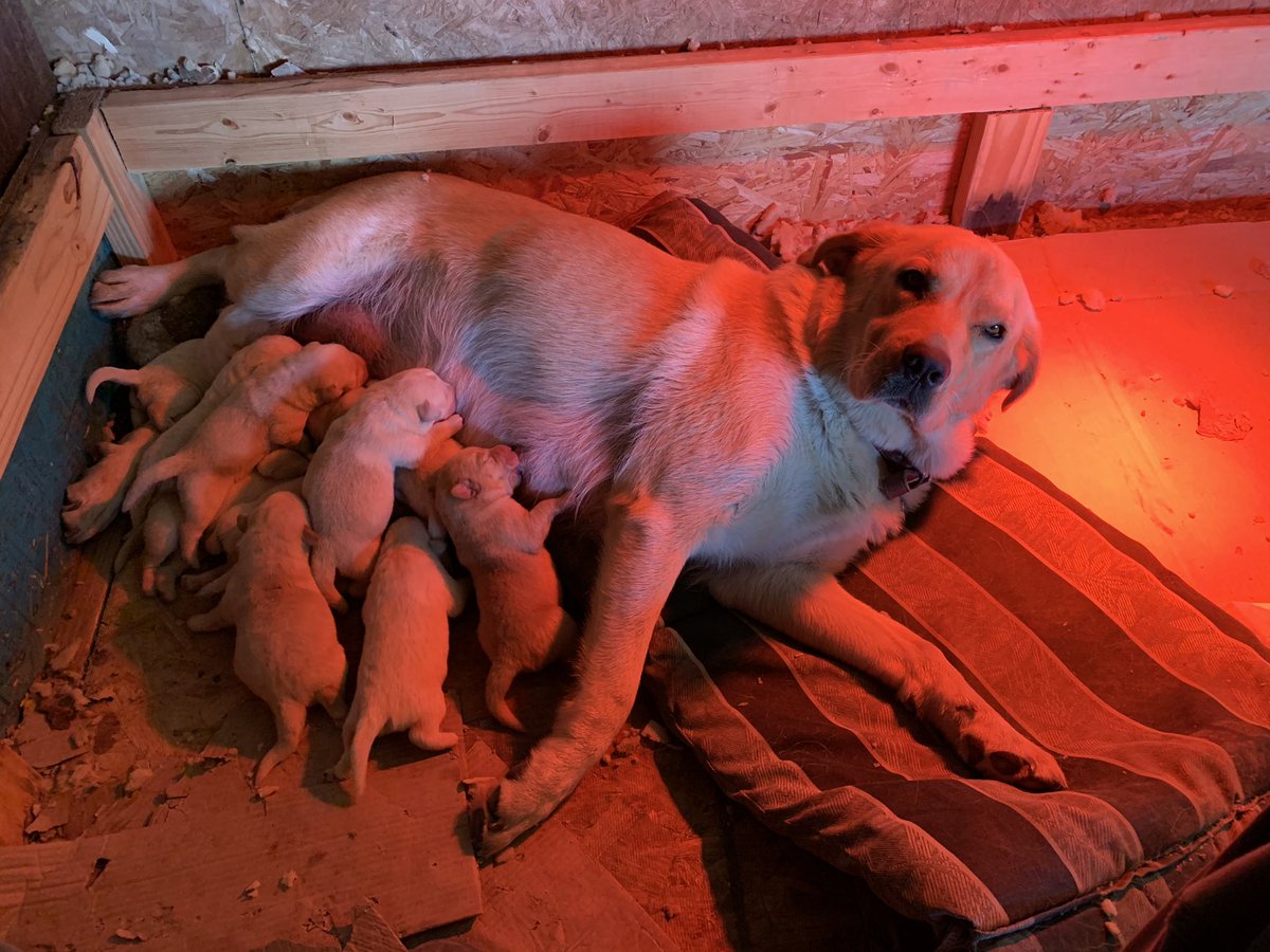 Jesse Driedger tweet media