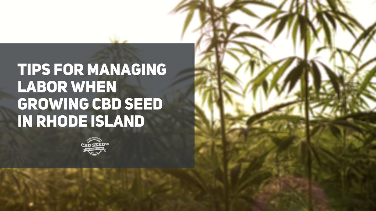 CBDSeedCo's tweet photo. Learn more about labor management for Rhode Island hemp farms: https://t.co/C5oGRzctiJ https://t.co/oBDkk13C6l