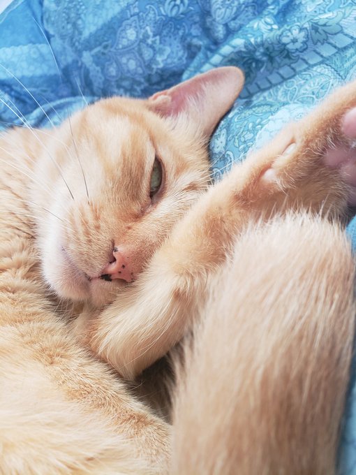 Narumikeiyaさんのイラストまとめ